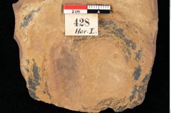 Foto (Detailansicht) von Asterocalyx styriacus Ettingshausen (NHMW-GEO-2024-0188-0428)
